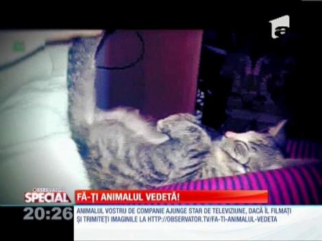 O să râzi la maximum! Ce poziţii de somn adoptă unele feline