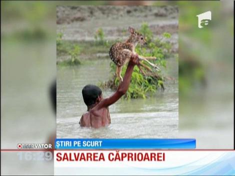 Şi-a riscat viaţa ca să salveze un pui de căprioară