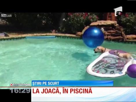 Un labrador şi un chihuahua sunt aşi la înotat în piscina stăpânilor