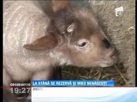 Ciobanii fac de pe acum listele cu clienţi care doresc miei pentru Paşte