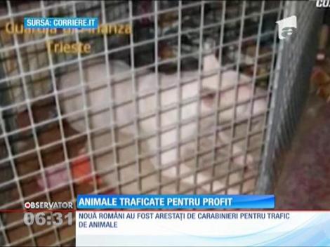 Români din Italia arestaţi pentru trafic de animale