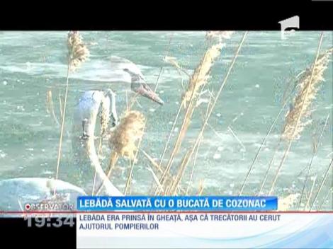 Lebădă salvată cu o bucată de cozonac