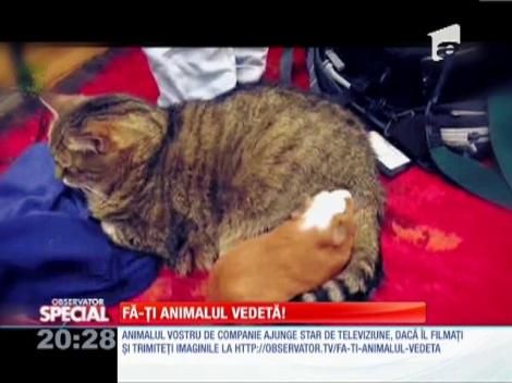 Fa-ti animalul vedeta!