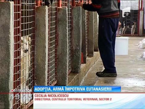 Adopţia, arma împotriva eutanasierii
