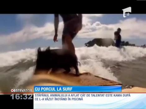 Cu porcul la surf!