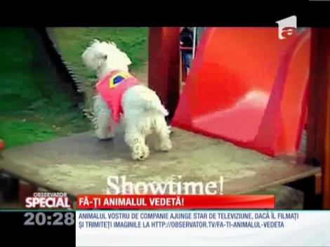Un câine cum nu ai mai văzut! Se dă pe tobogan!