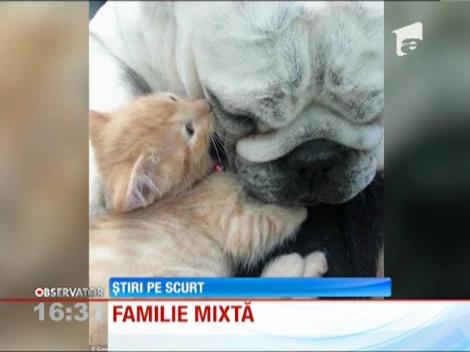 Un bulldog a devenit părinte pentru mai mulţi pui de pisică