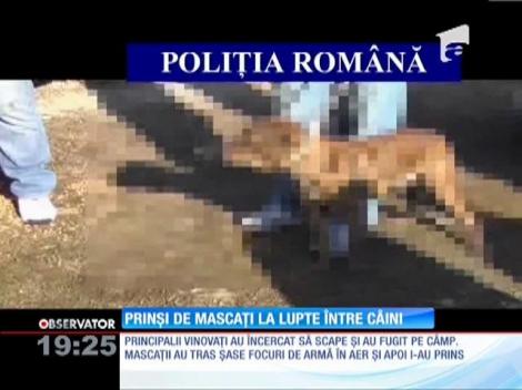 Prinşi de mascaţi la lupte între câini