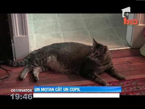 Cea mai mare pisică din lume cântăreşte aproape 10 kilograme