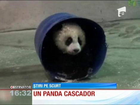Un pui de panda are adevărate veleităţi de acrobat