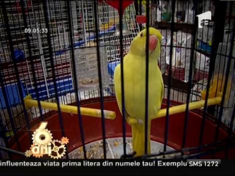 Importanta unui animal de companie in viata unui copil