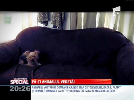 Special! Tăvălirea, pasiunea câinilor