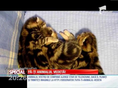 Special! Tehnici "pisiceşti"