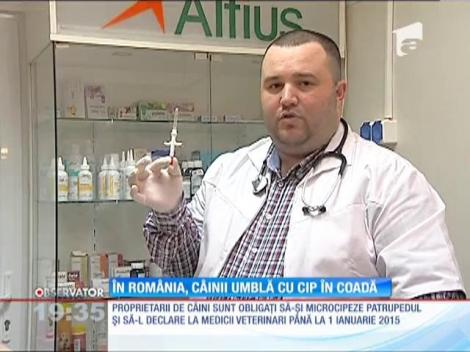 De luna viitoare, proprietarii de câini sunt obligaţi să-şi microcipeze patrupedul