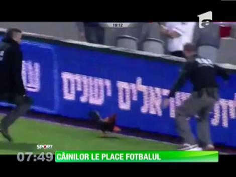 Invazie de câini în fotbalul sud-american