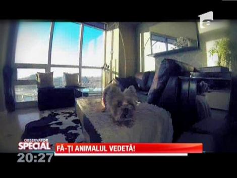 Fa-ti animalul vedeta!