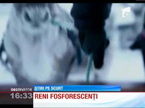 Renii din Finlanda, dotati cu coarne reflectorizante