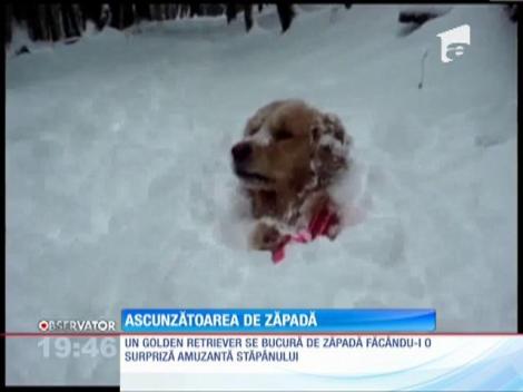 Un câine a transformat un troian de zăpadă în ascunzătoarea perfectă