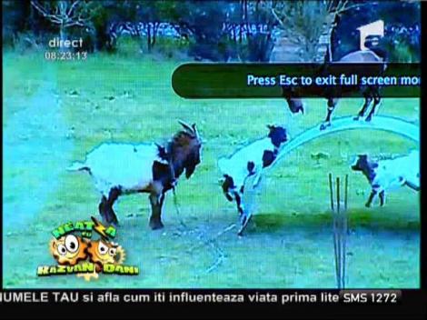 Smiley news: Un lup a fost filmat într-un hotel de la Sochi