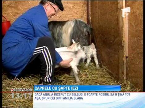 Caprele cu şapte iezi!