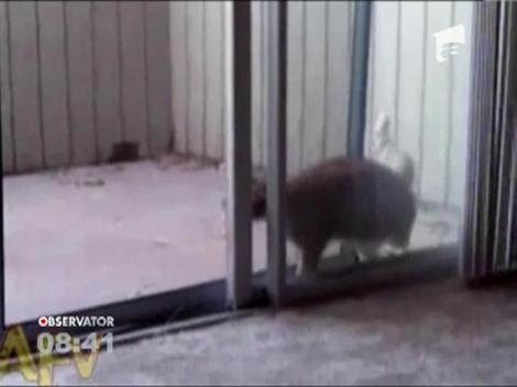 Pisică spărgătoare