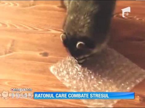 Ratonul care combate stresul