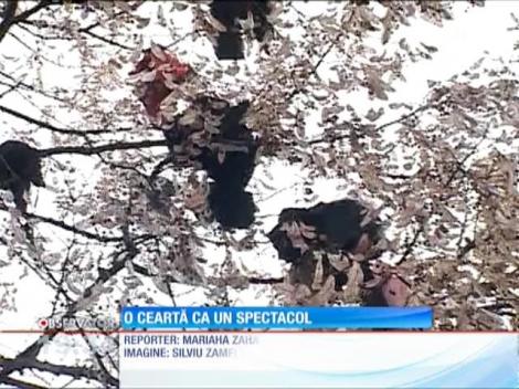 Ceartă ca un spectacol între doi îndrăgostiţi din Piteşti