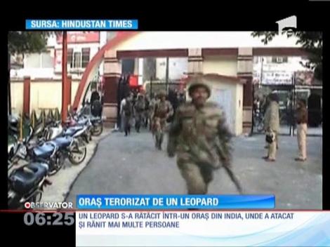 Un leopard sălbatic i-a băgat în sperieţi pe locuitorii unui oraş din India