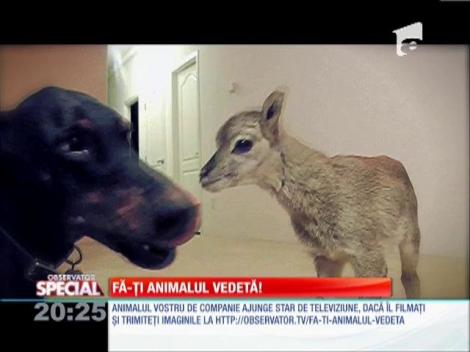 Special! Mielul, animal de companie