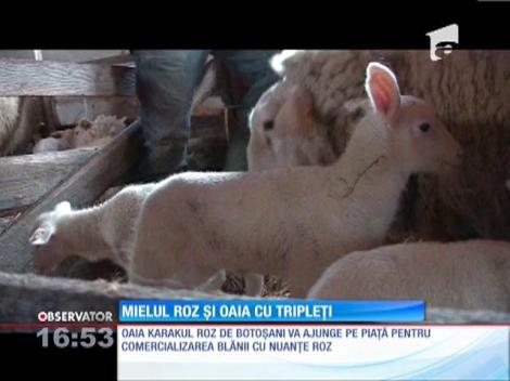 Mielul roz şi oaia cu tripleţi, pe câmpiile din Botoşani
