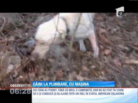 Doi câini au fost găsiţi la bordul unei camionete care a căzut într-un râu