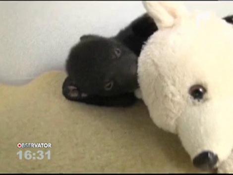 3 pui de urs, adoptaţi de o grădină zoologică din Oregon