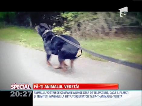 Special! Rottweilerul, prietenul rolarilor