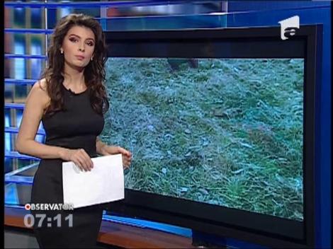 Copilul dispărut din Caraş Severi a fost găsit decedat