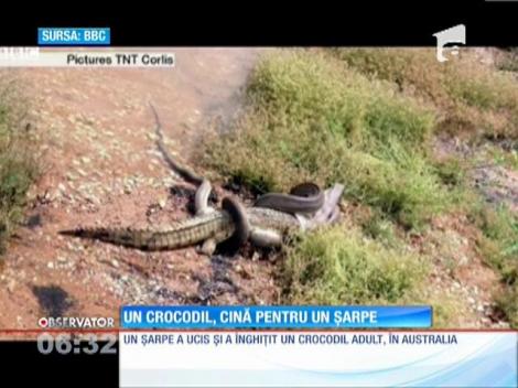 Imagini cu un crocodil adult în timp ce este înghiţit de un şarpe!
