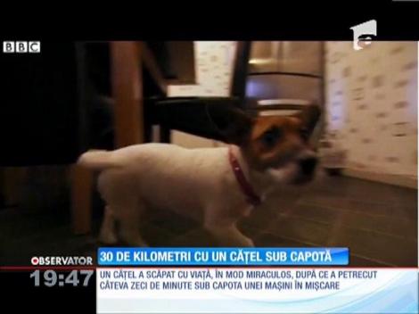 O căţeluşă a călătorit 30 de kilometri sub capota unei maşini