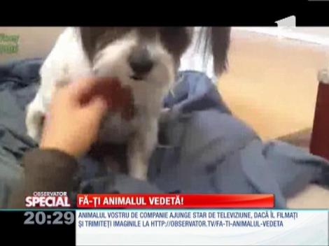 Fa-ti animalul vedeta!