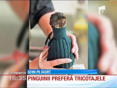 Angajaţii unei organizaţii pentru protecţia animalelor din Australia s-au apucat de tricotat!