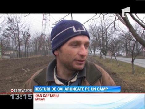 Resturi de cai aruncate pe câmp