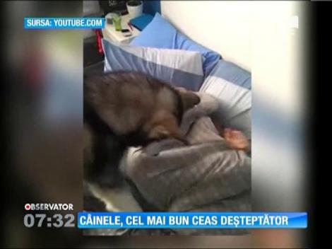 Câinele, cel mai bun ceas deșteptător