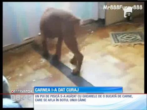 Pui de pisică, gest extrem pentru o bucată de carne
