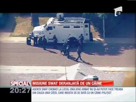 Fa-ti animalul vedeta!