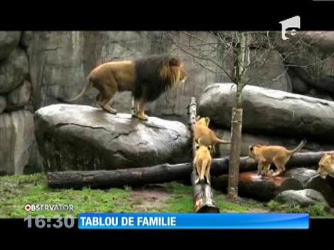 Trei pui de leu au fost puşi faţă în faţă cu tatăl lor. Iată ce a ieşit!