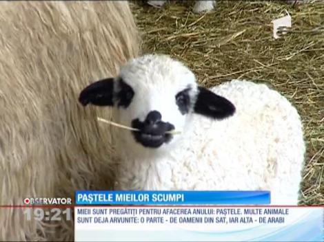 Vine Paştele, vin şi scumpirile! Mielul se scumpeşte primul, au anunţat ciobanii