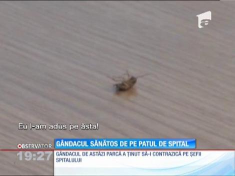 Nu e gândacul, uite gândacul! Managerul Spitalului Judeţean din Constanţa a fost atacat de o insectă în timpul unei conferinţe de presă
