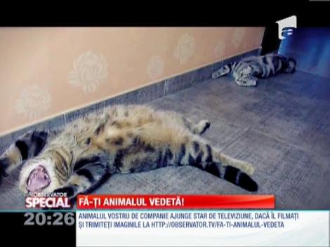 Fa-ti animalul vedeta!