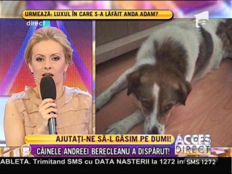 Andreea Berecleanu şi-a pierdut căţelul