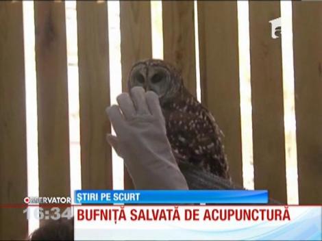 Bufniţa tratată prin acupunctură