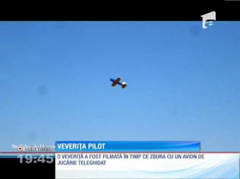 SUA: O veveriţă a deturnat un avion de jucărie