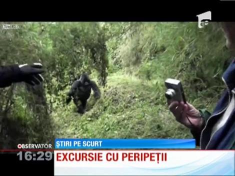O turistă a fost atacată de o gorila, în Rwanda!